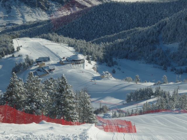  冷杉树丛生的区域 